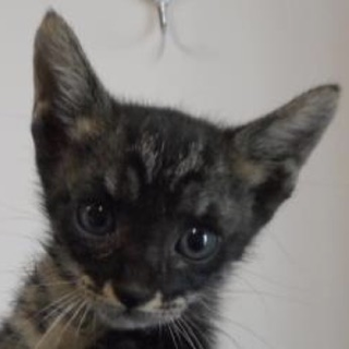 保護団体様が引き出して下さいました。