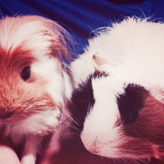 モルモット 2匹 オス メス 懐っこいです。