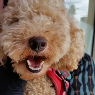 まだ若く元気で賢いコリン君