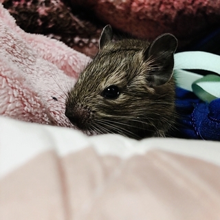 デグー引き取り手募集です！