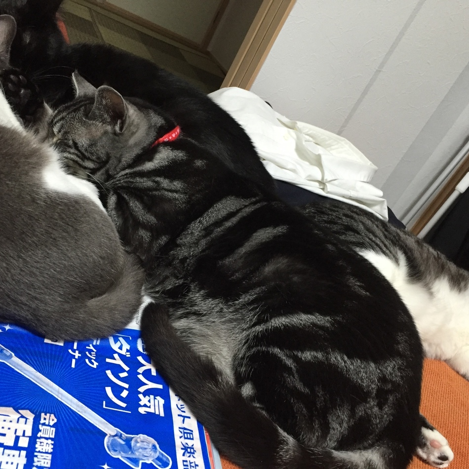 キキのカバー写真