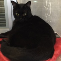 クロ