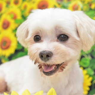 シナノちゃん　推定5才♀