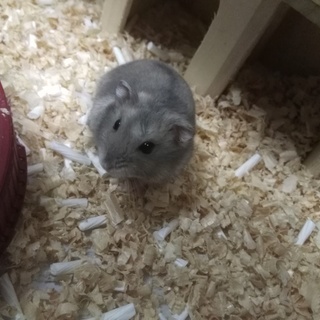 ジャンガリアン♂☆