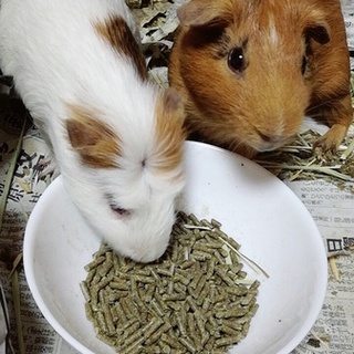 モルモットオス2匹