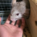 チンチラ里親募集