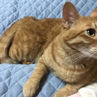 俊介