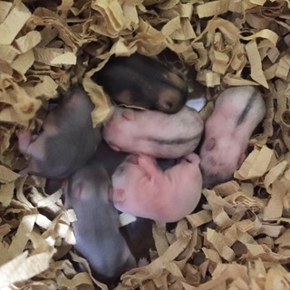 ジャンガリアンハムスター(8月13日生まれ)