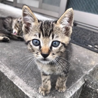 キジトラちゃん