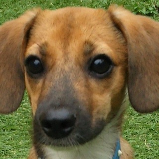 表参道君　ハウス社会性トイレ◎慎重派　人懐こく元気