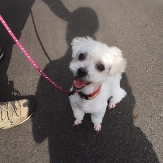 マルチーズ（保護犬）のるりちゃん