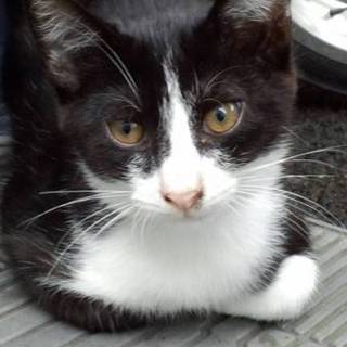 急募！模様がかわいい子猫ちゃん！