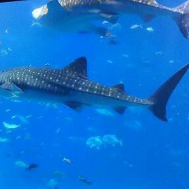 288のカバー写真