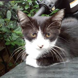 急募！可愛い子猫ちゃん