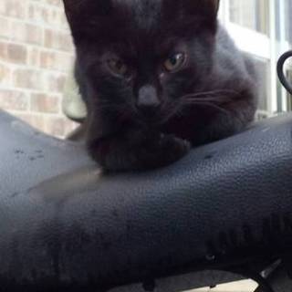 急募！可愛い子猫ちゃん