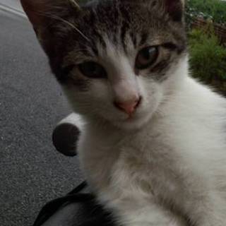 急募！可愛い子猫ちゃん