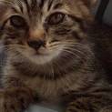 急募！可愛い子猫ちゃん