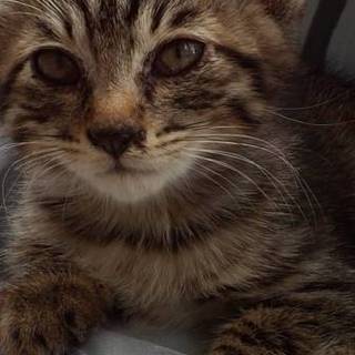 急募！可愛い子猫ちゃん