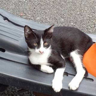 急募！可愛い子猫ちゃん