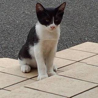 急募！可愛い子猫ちゃん