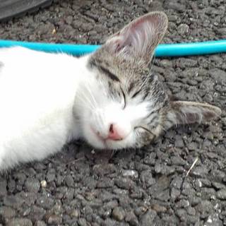 急募！可愛い子猫ちゃん