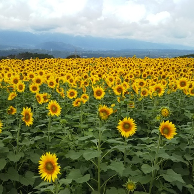 ミクロ924のカバー写真