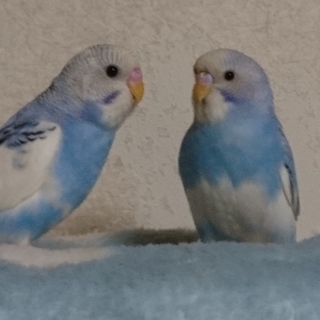 セキセイインコ2羽里親様決定