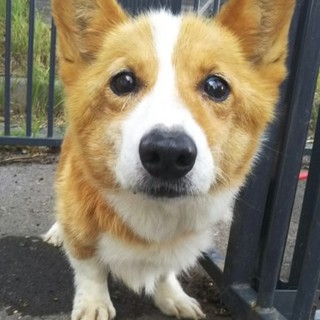 コーギー女の子。コっちゃん