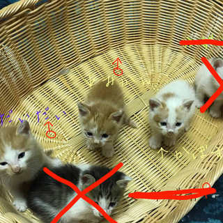 かわいいチャシロのきょうだい！