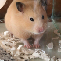 きなこ