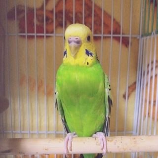 セキセイインコの里親募集