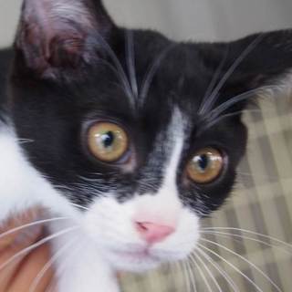 子猫の譲渡希望者を希望します。