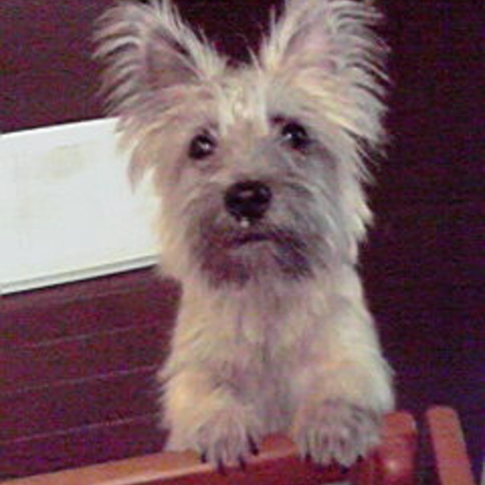 ハリーのカバー写真