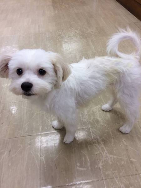 シーズーコッカ ミックス 千葉県 犬の里親募集 ペットのおうち 月間利用者150万人 シーズーコッカ ミックス 千葉県 犬の里親募集 ペットのおうち 月間利用者150万人