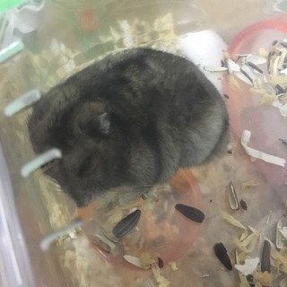 ジャンガリアンハムスター里親募集