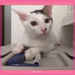 可愛いベレー帽の子猫の里親さん募集