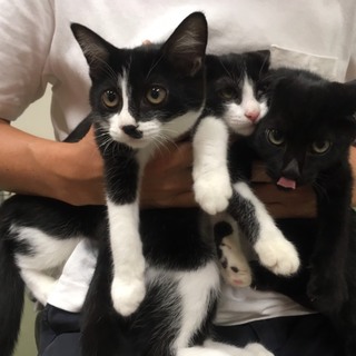 甘えん坊兄妹猫ちゃん、お家探してます♫