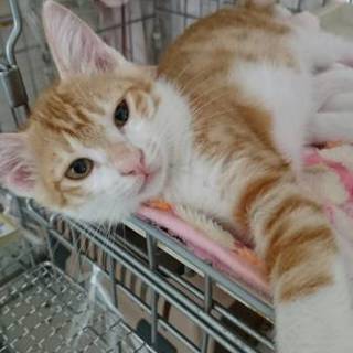 ３か月　茶トラ白の男の子　里親さん募集しています