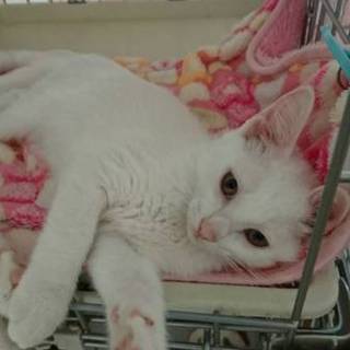 生後３か月　白猫の男の子　里親さん募集中です