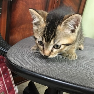 兄妹 キジトラのオス