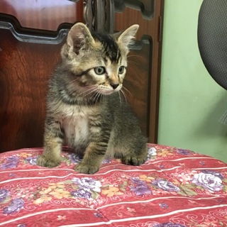 兄妹 キジトラのオス