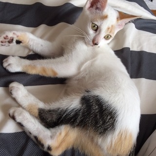 生後4ヶ月人馴れ抜群の女の子しらたまちゃん