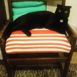 ゴン太のベッド