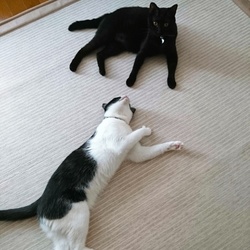 「お誕生日(*´ω｀*)」サムネイル2