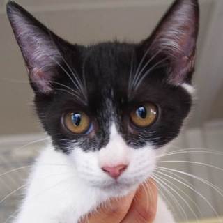 譲渡候補猫のご紹介