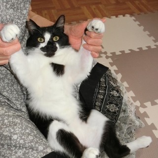 とにかくいい子です。癒されます。