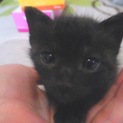【緊急！】可愛い赤ちゃん猫の里親さん募集！