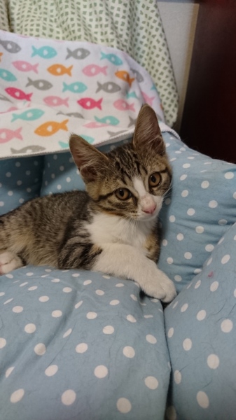 おっとりした性格のサバ白 埼玉県 猫の里親募集 ペットのおうち 月間利用者150万人