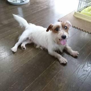 にこちゃんをご家族に！