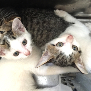 生後２カ月のこねこ（２匹）